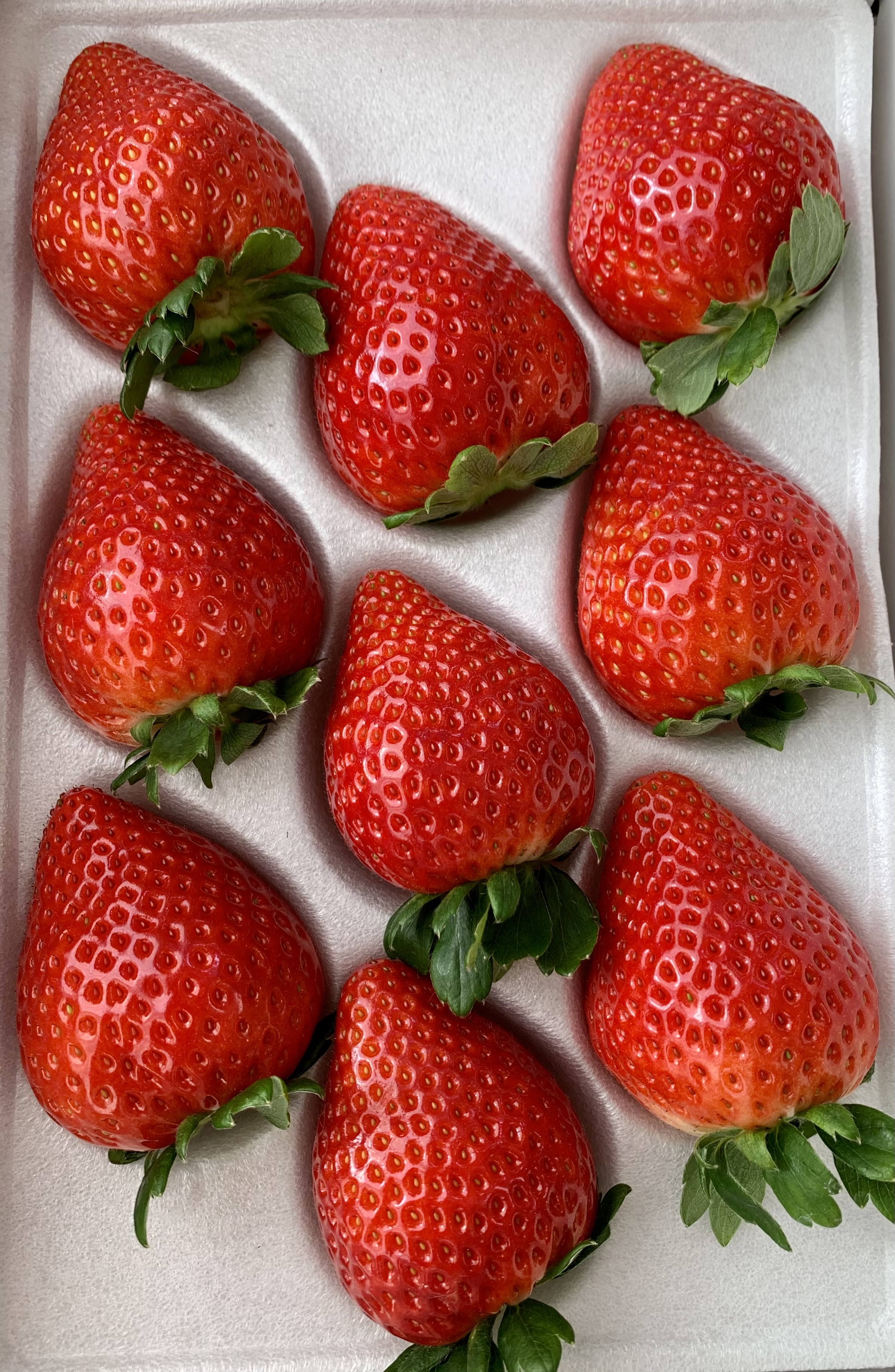 いちご ①苺 いちご adidas ZX 8000